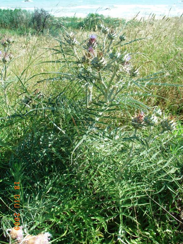 Cynara cardunculus s.l.